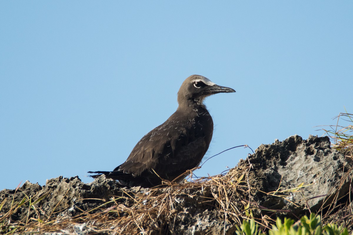 Brown Noddy - ML399286111