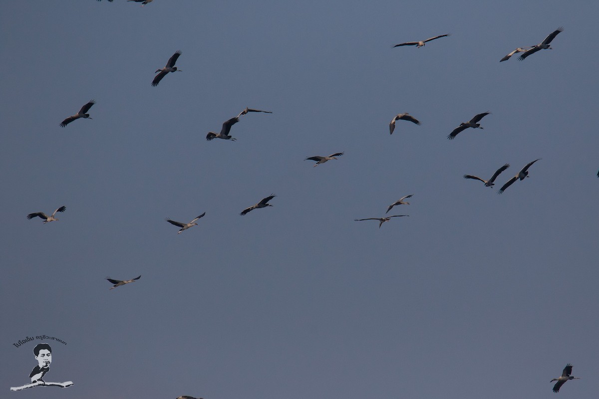 Asian Openbill - ML399286651