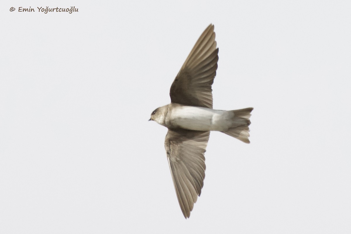 Pale Martin - ML399287041