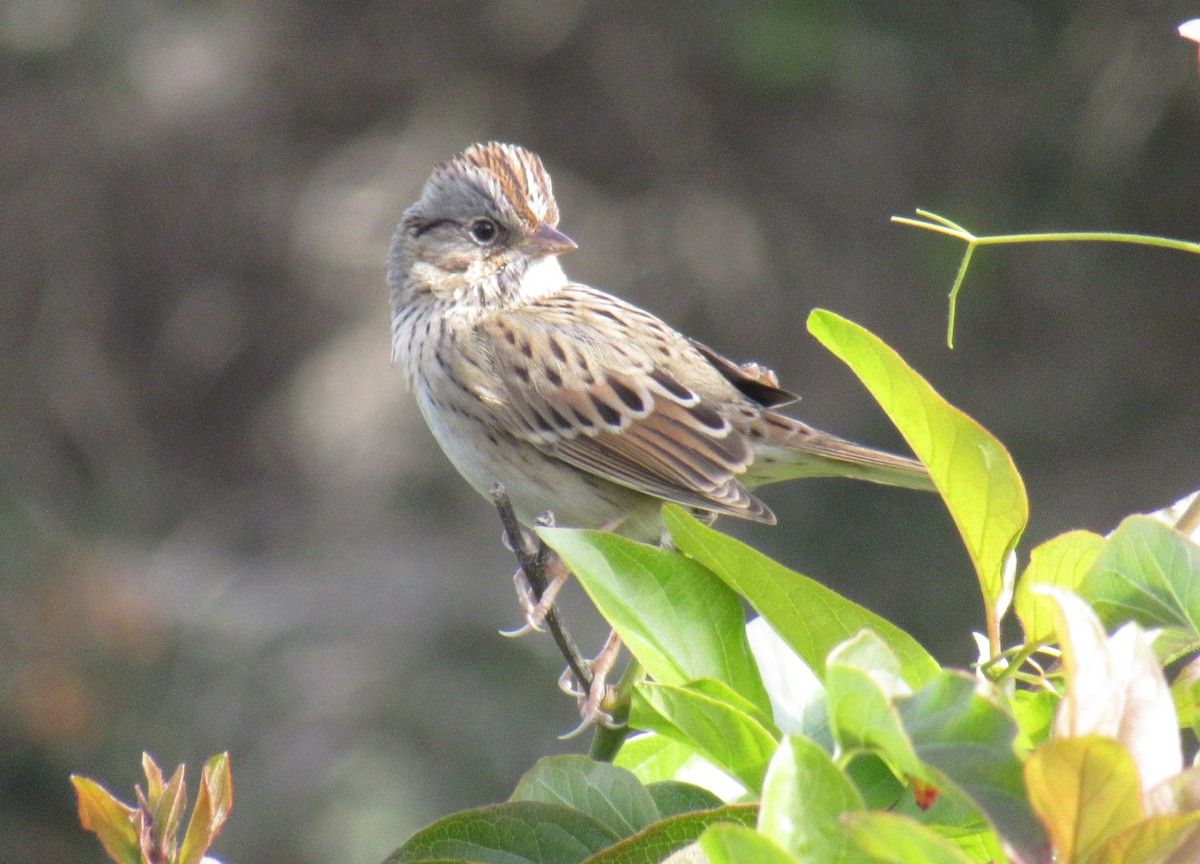 Lincoln's Sparrow - ML399287961