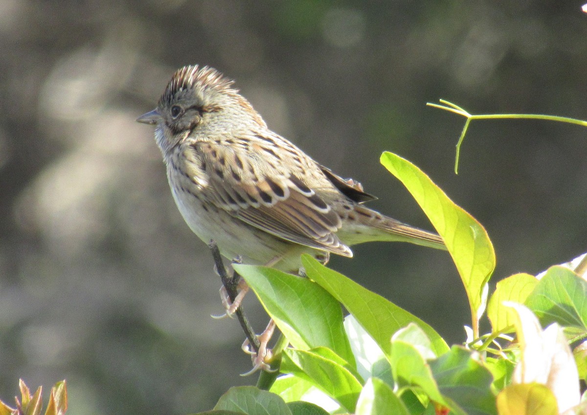 Lincoln's Sparrow - ML399287971