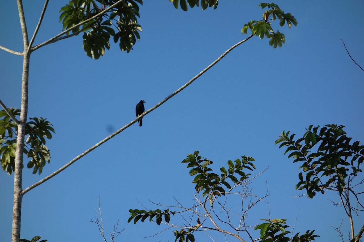 Black Caracara - Kyle Gardiner