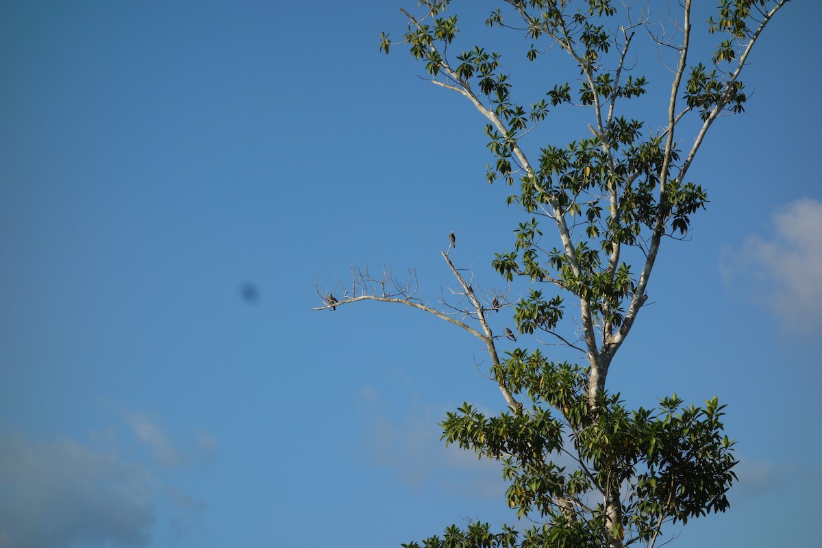 Yellow-headed Caracara - Kyle Gardiner