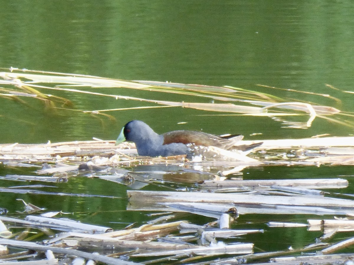 Gallinule à face noire - ML399293291