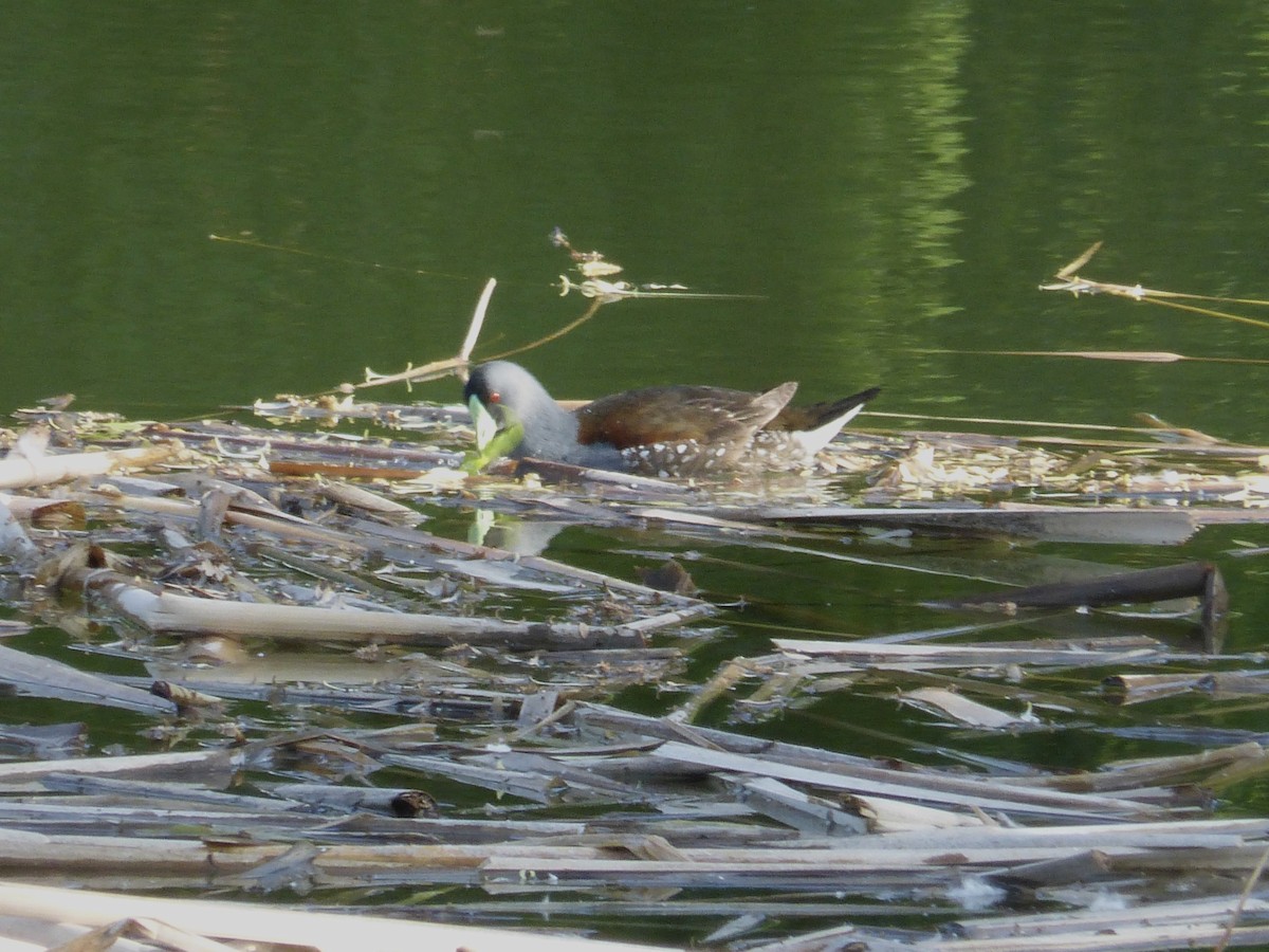 Gallinule à face noire - ML399293311