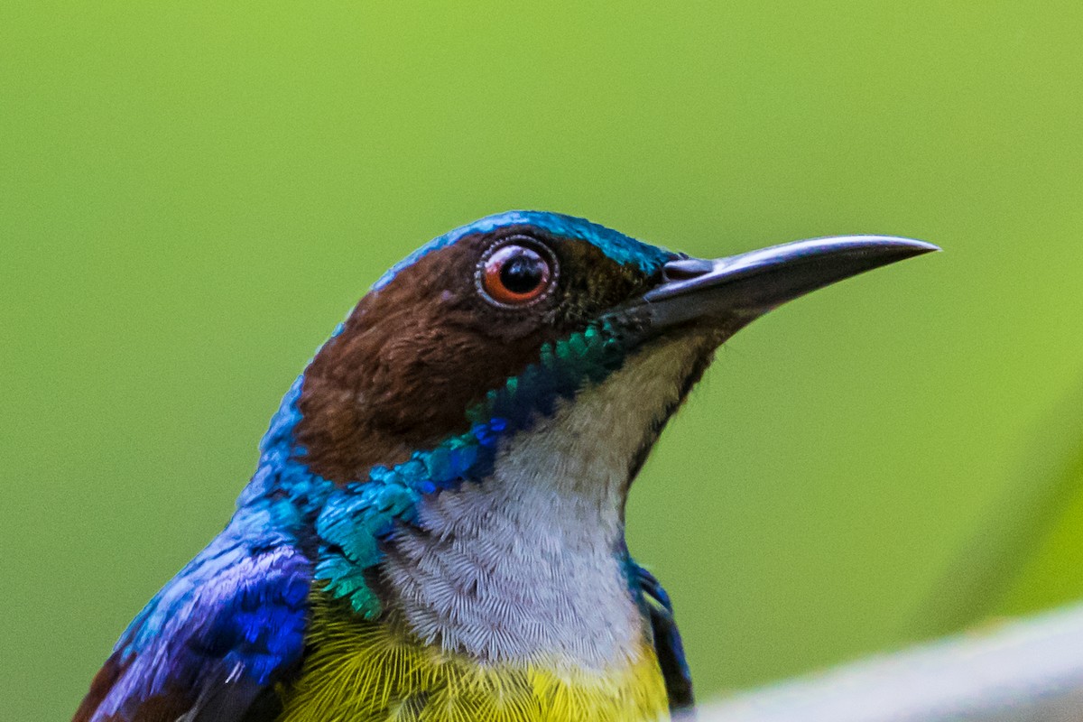 Gray-throated Sunbird - ML399293601