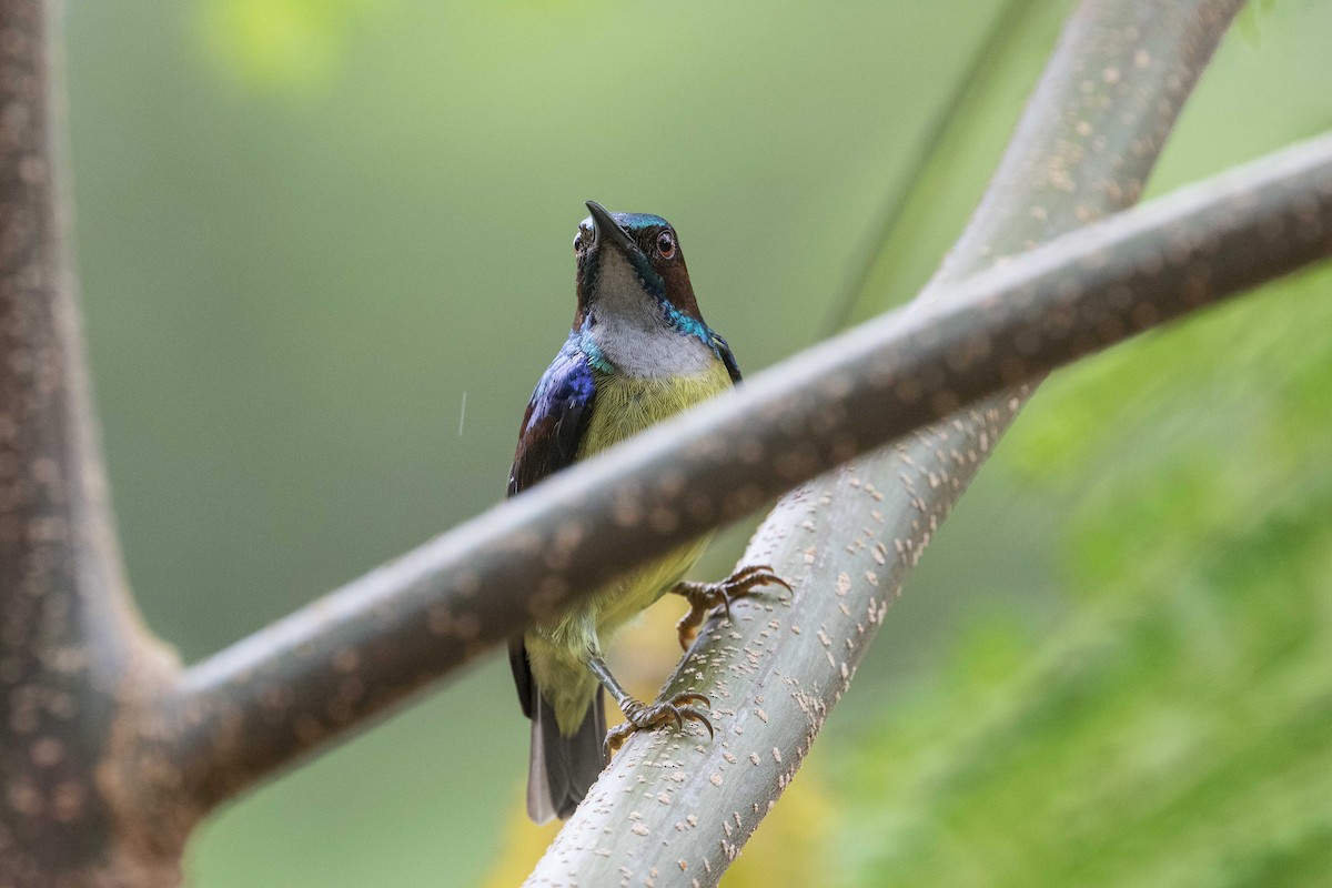 Gray-throated Sunbird - ML399293781