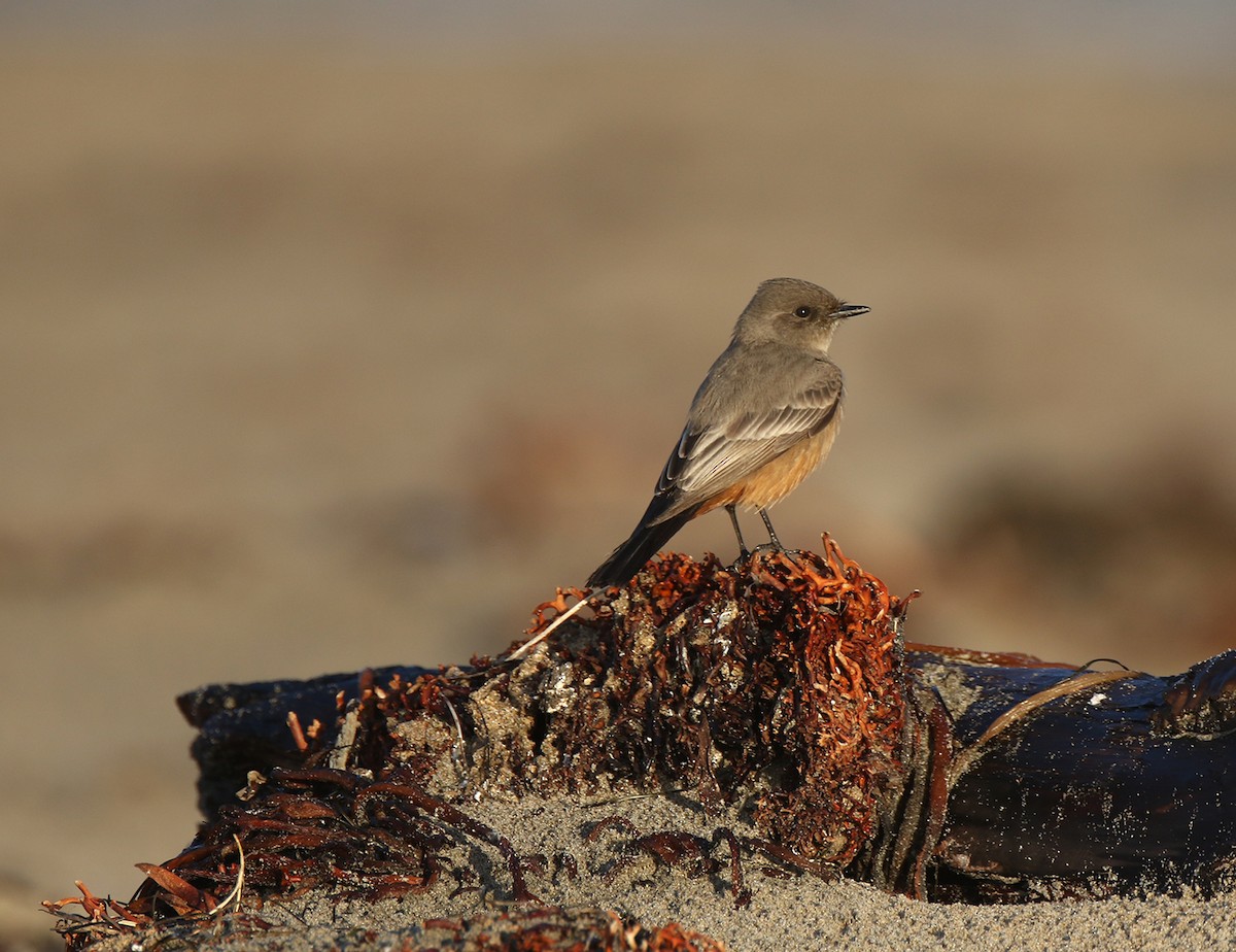 Say's Phoebe - ML399293971