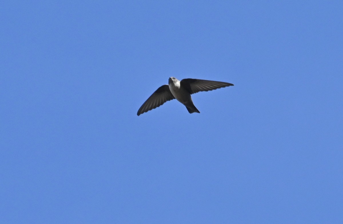 Eurasian Crag-Martin - ML399295221