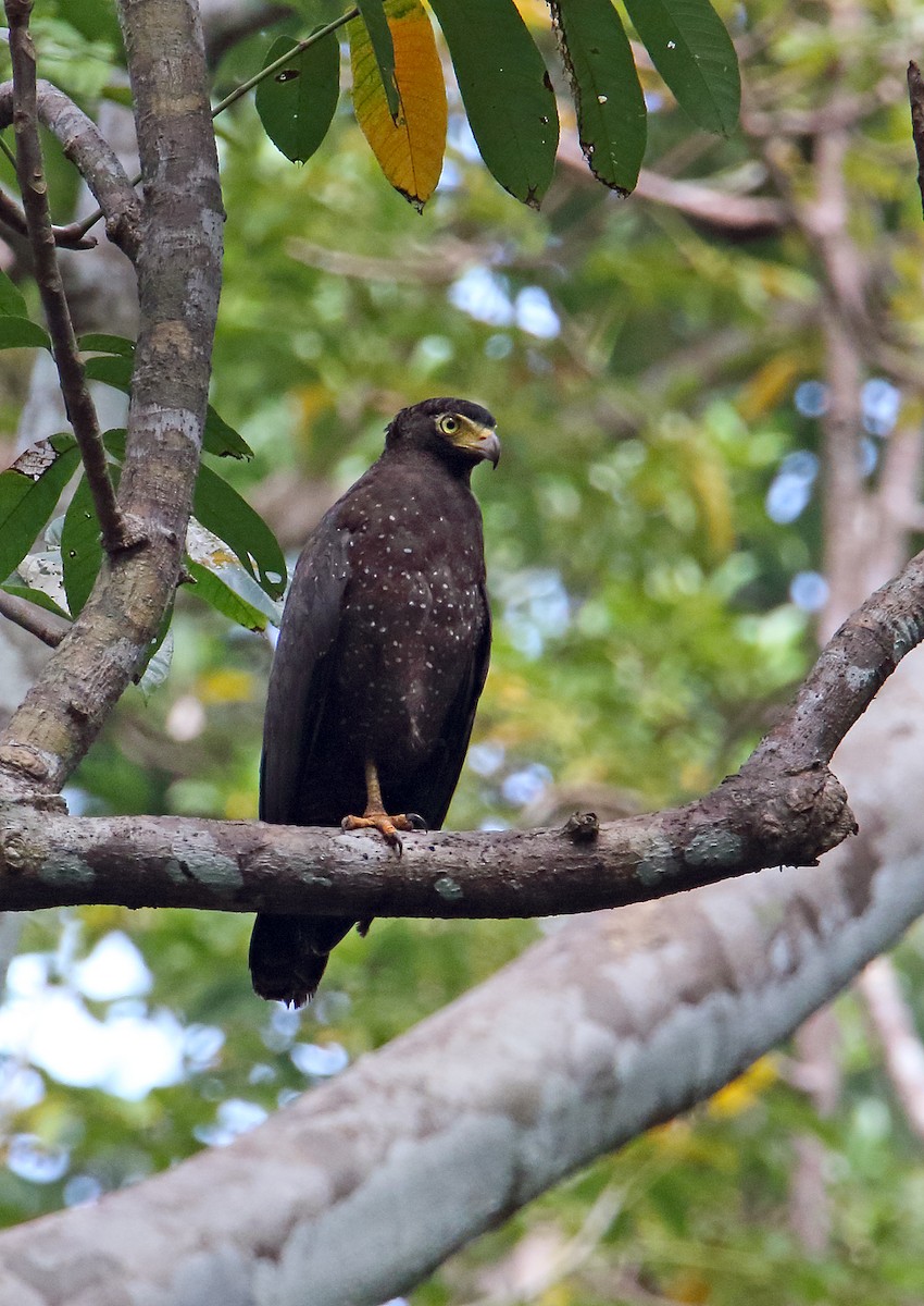 Andaman Serpent-Eagle - ML399296141
