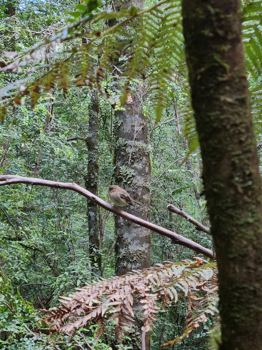 Tasmanian Thornbill - ML399296311