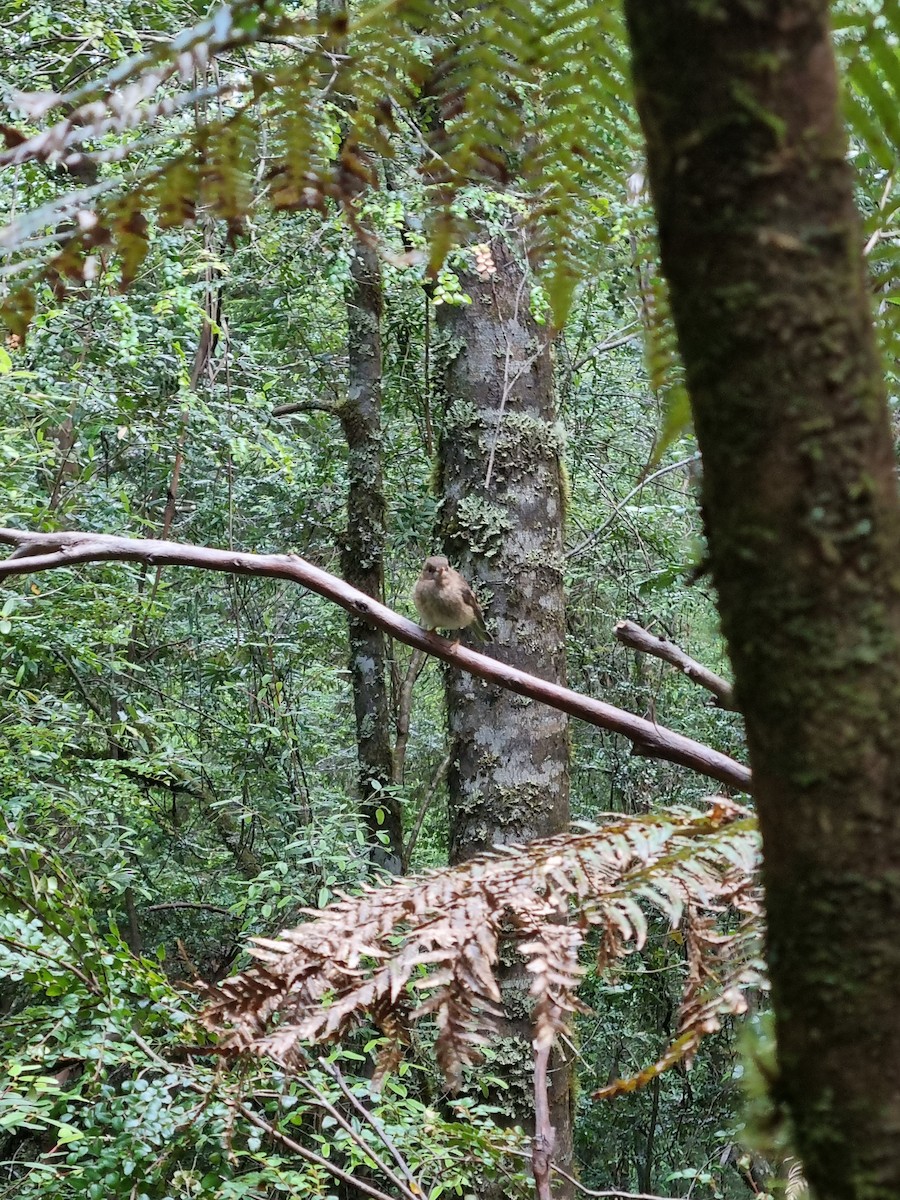 Tasmanian Thornbill - ML399296331