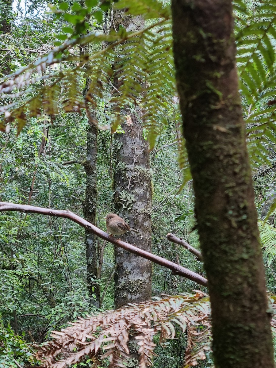 Tasmanian Thornbill - ML399296341