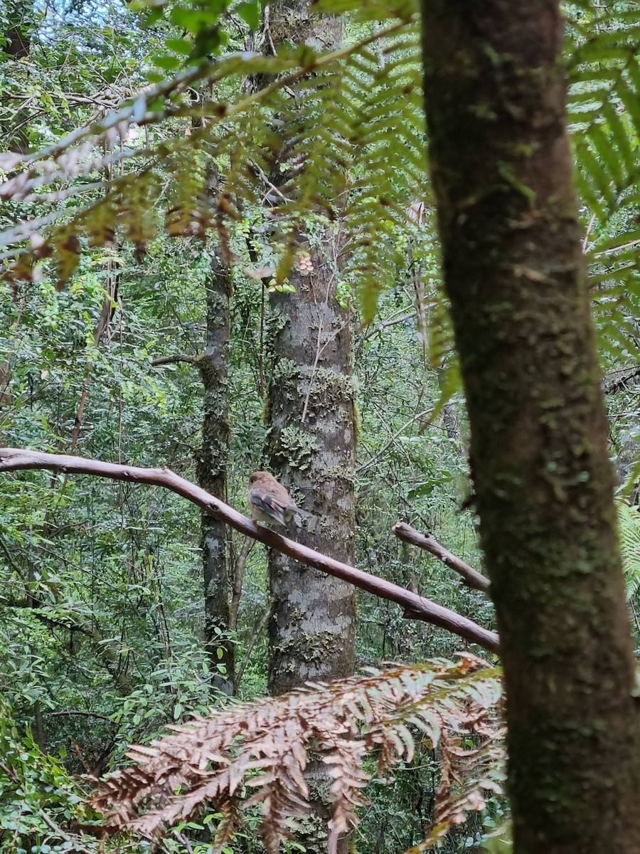 Tasmanian Thornbill - ML399296351