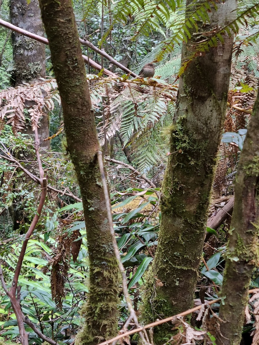 Tasmanian Thornbill - ML399296361