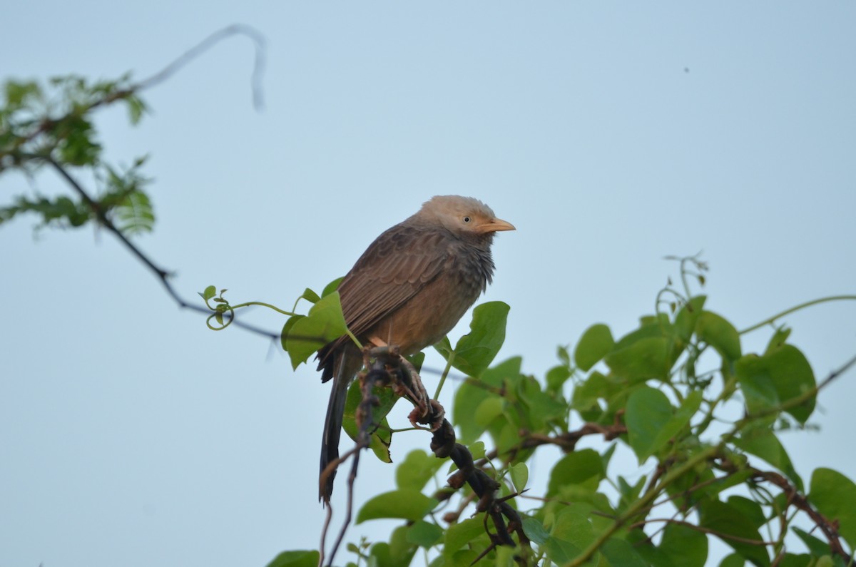 Yellow-billed Babbler - ML399297171