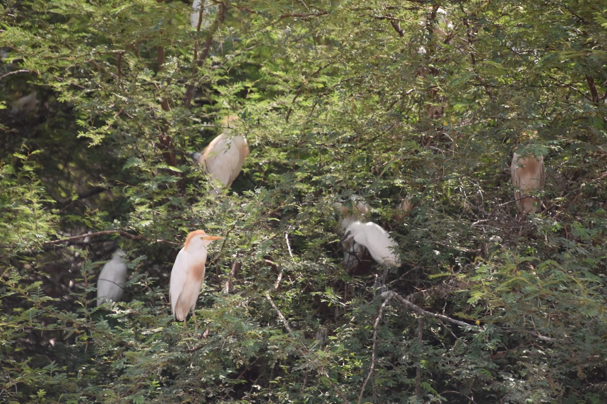 Western Cattle Egret - ML399297591