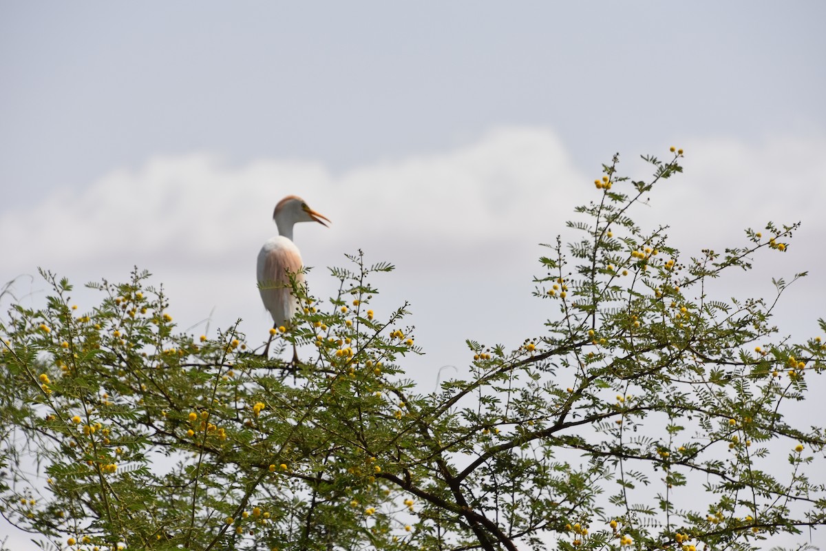 Western Cattle Egret - ML399297701