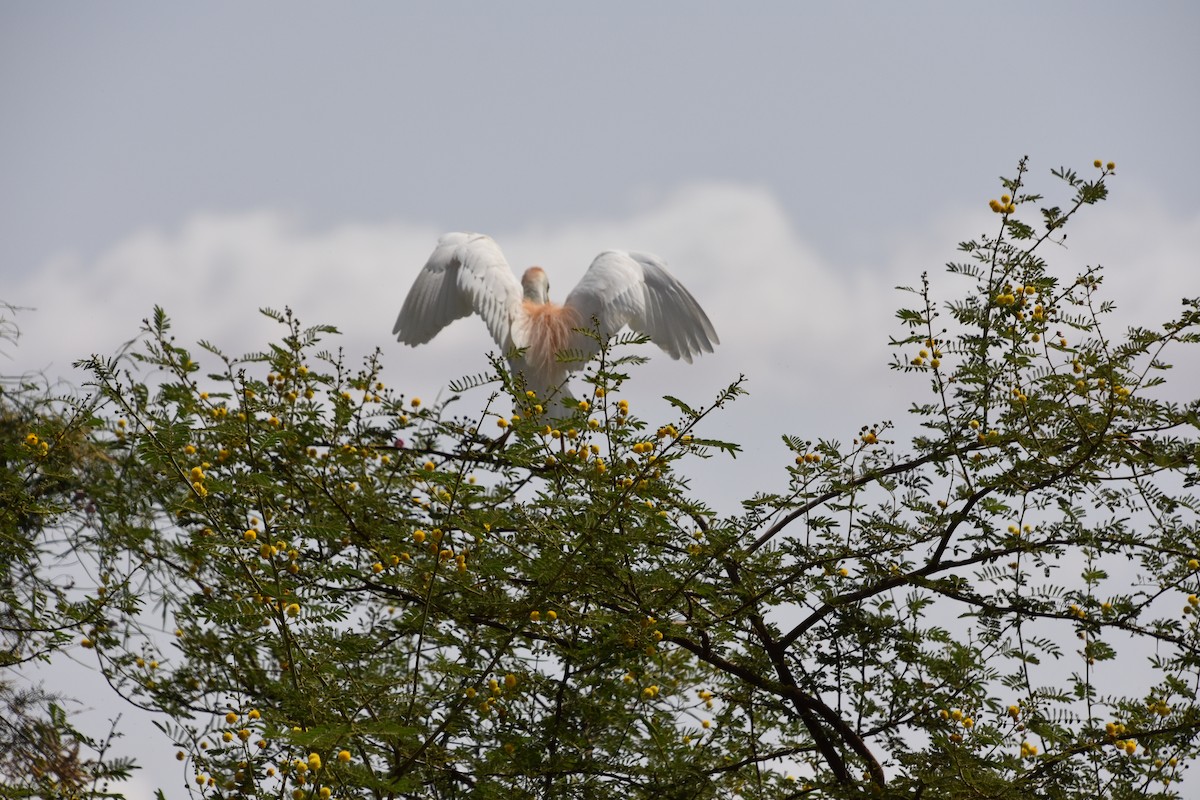 Western Cattle Egret - ML399297711