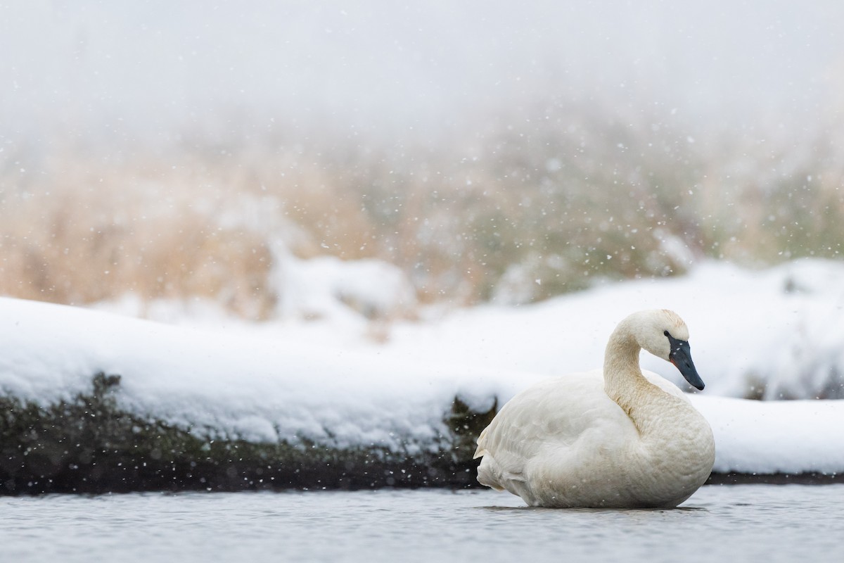 Trumpeter Swan - ML399298991