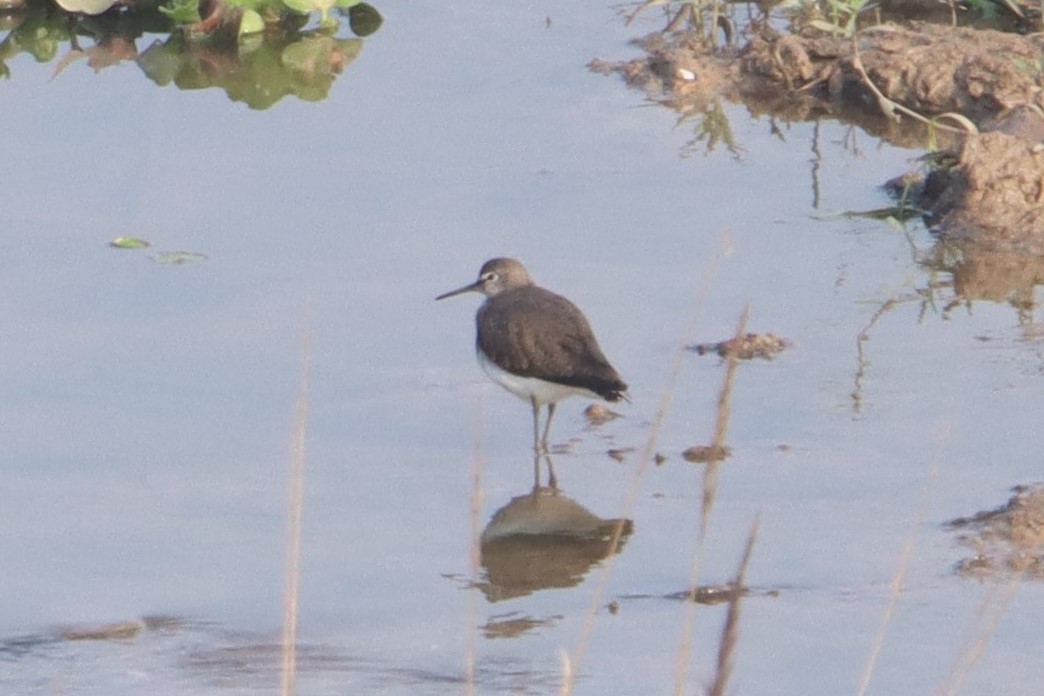 Green Sandpiper - ML399300051