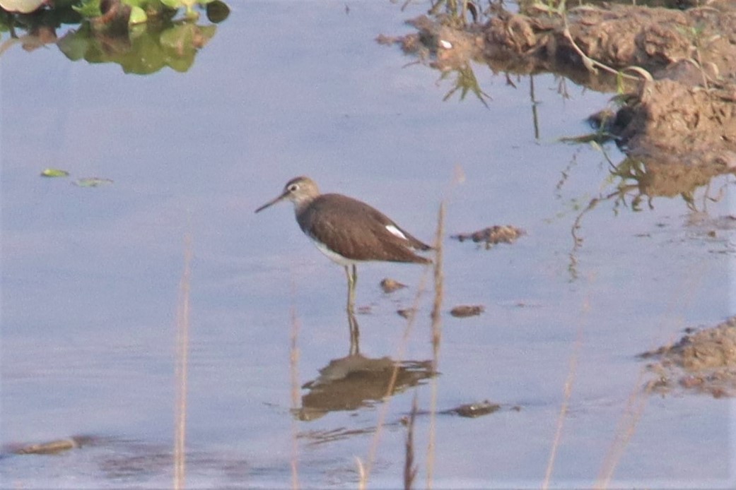 Green Sandpiper - ML399300071