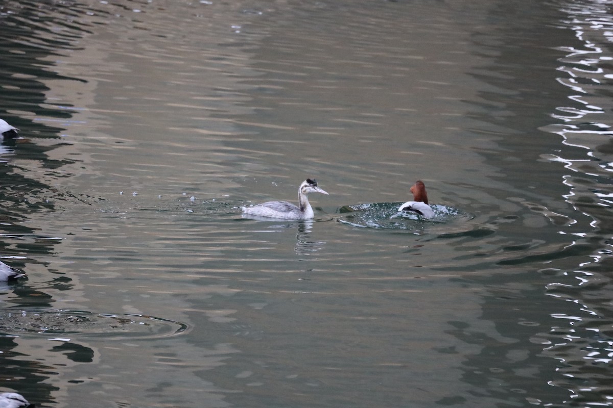 Great Crested Grebe - ML399300871