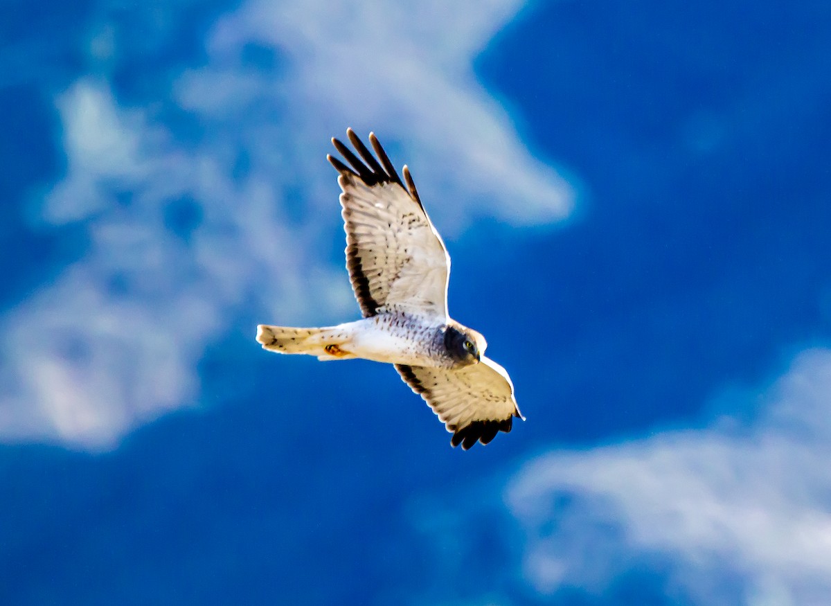 Northern Harrier - ML399300901