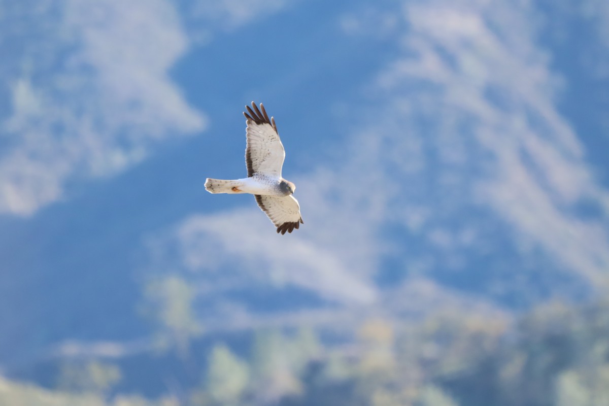 Northern Harrier - ML399300931