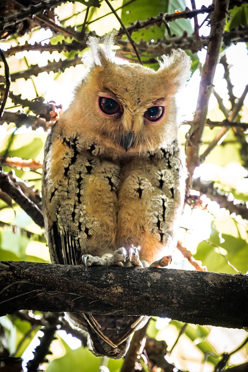 Philippine Scops-Owl - ML399302371