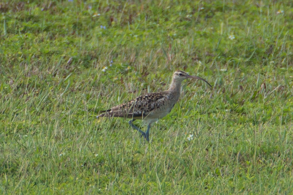 Bristle-thighed Curlew - ML399303181