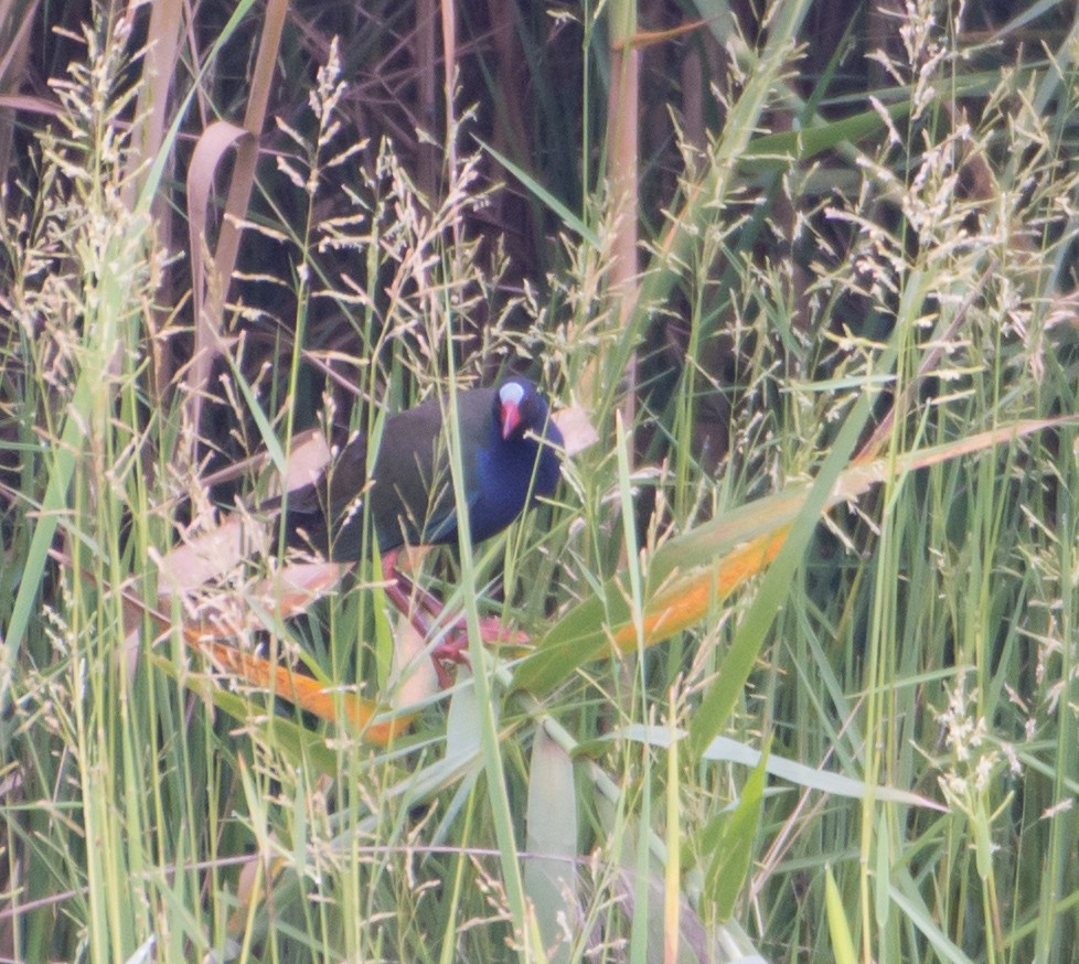 Allen's Gallinule - ML399303461