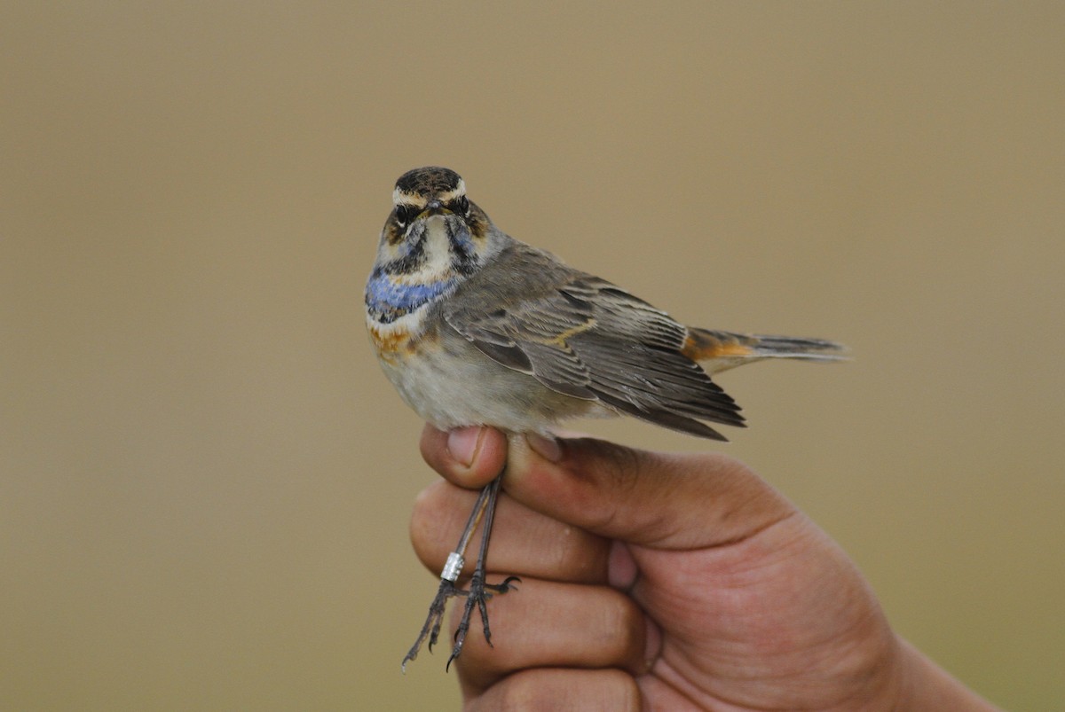 Bluethroat - ML399303621