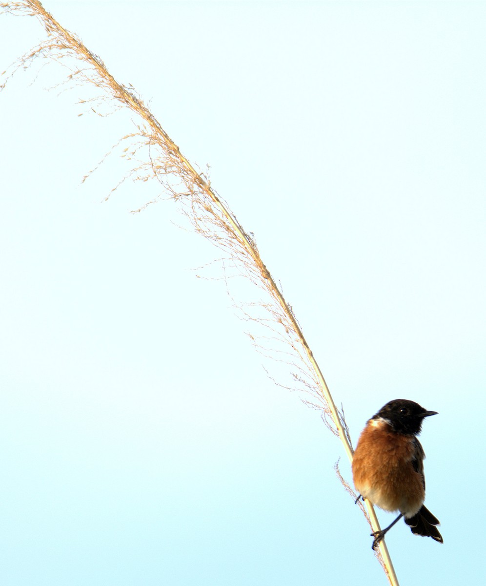 African Stonechat - ML399305071