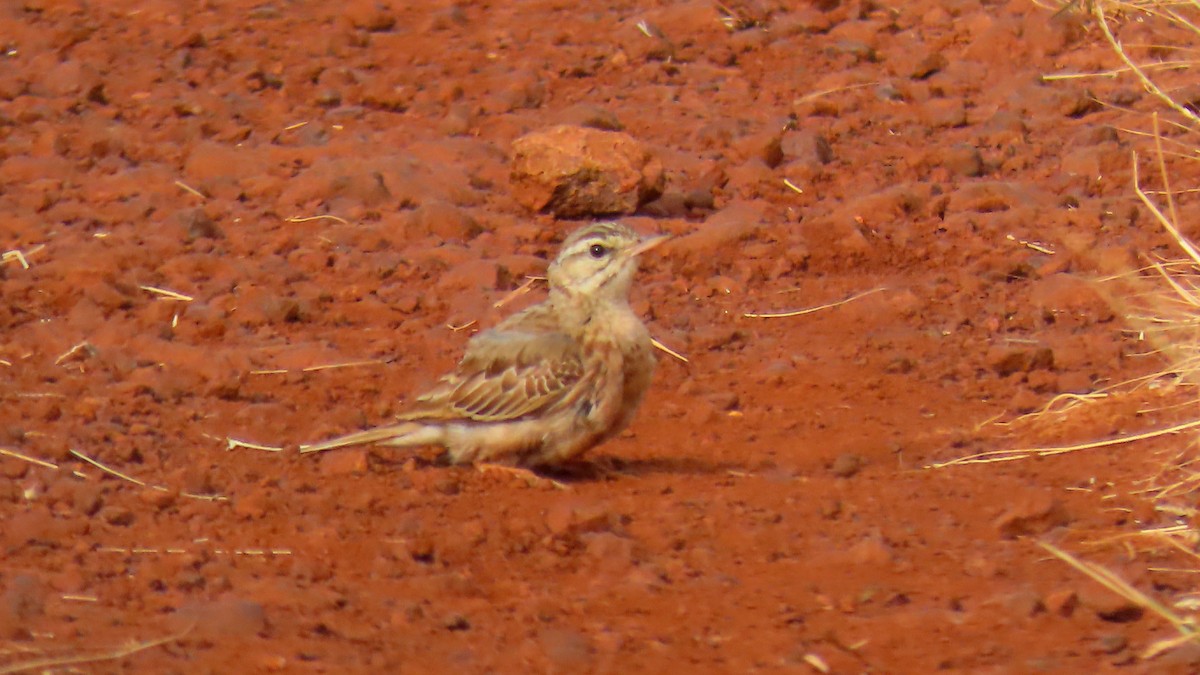 Tawny Pipit - ML399305151