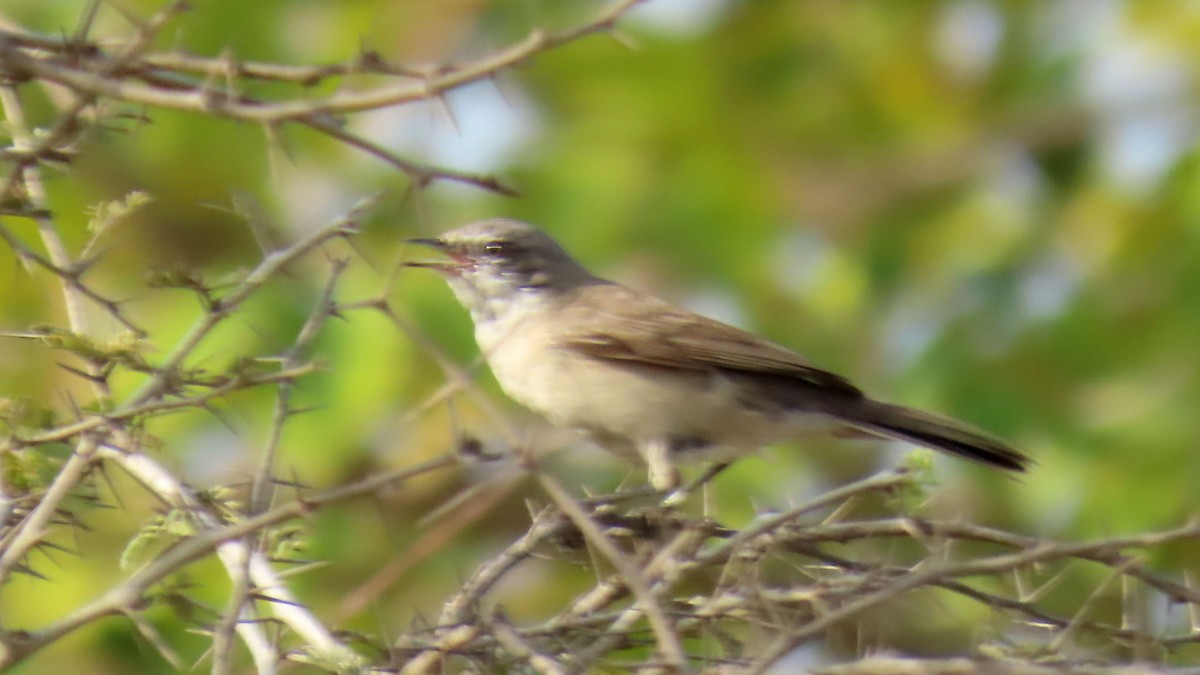 Lesser Whitethroat - ML399305281