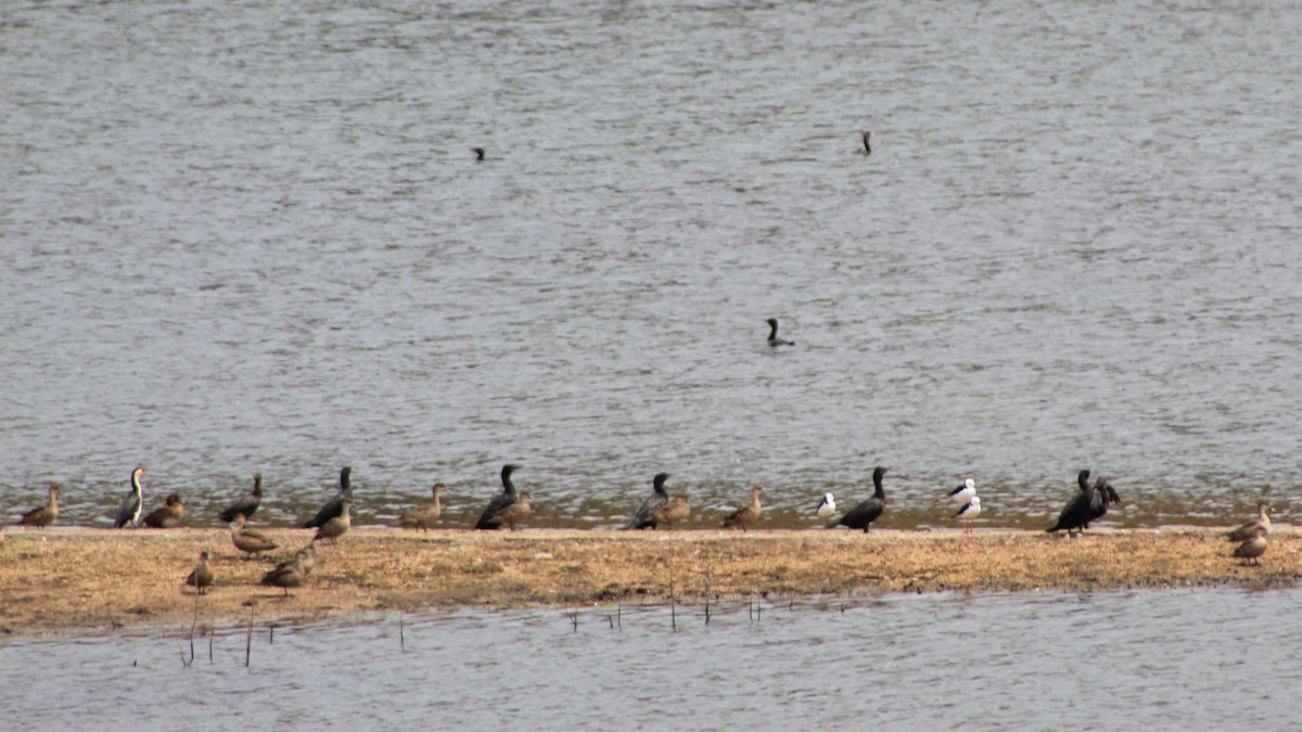 Little Black Cormorant - ML399307211