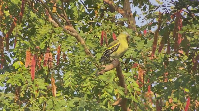 Philippine Green-Pigeon - ML399307881