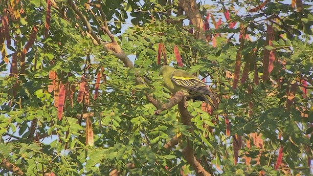 Philippine Green-Pigeon - ML399307931