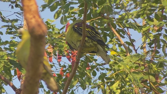 Philippine Green-Pigeon - ML399308111