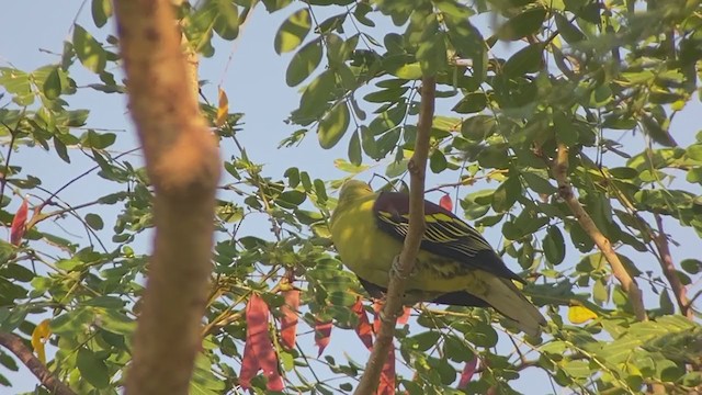 Philippine Green-Pigeon - ML399308121