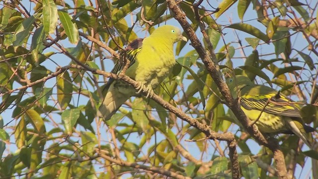 Philippine Green-Pigeon - ML399308141