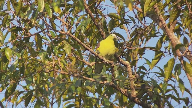 Philippine Green-Pigeon - ML399308211