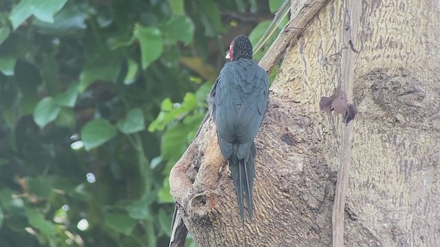 Northern Sooty-Woodpecker - ML399308601