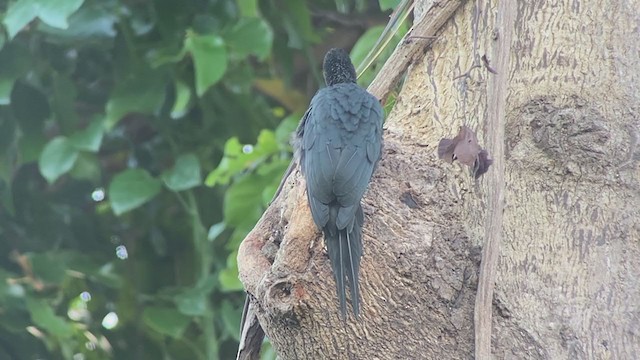 Northern Sooty-Woodpecker - ML399308681