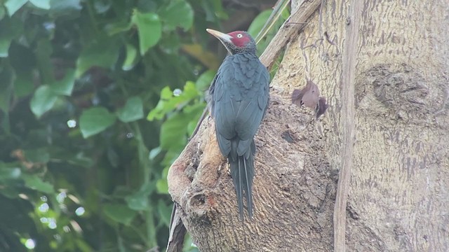 Northern Sooty-Woodpecker - ML399308691