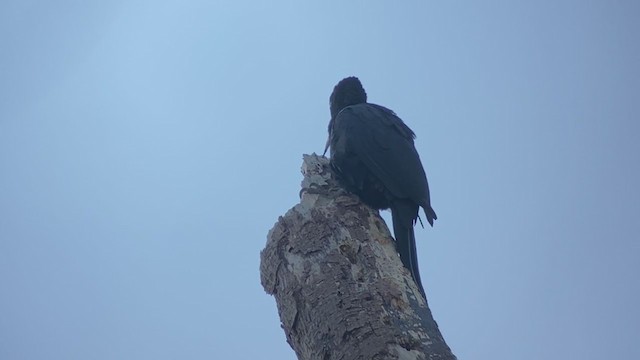 Northern Sooty-Woodpecker - ML399308701