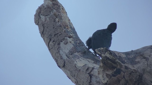 Northern Sooty-Woodpecker - ML399308711