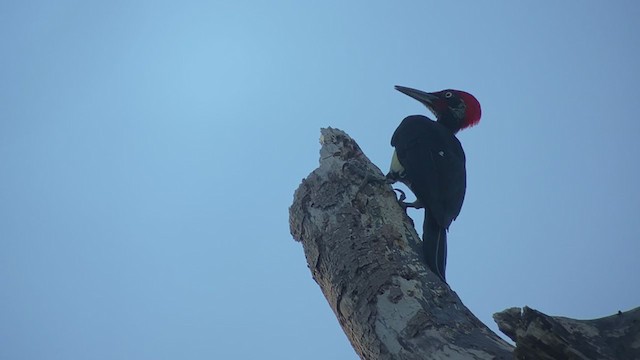 White-bellied Woodpecker - ML399308721