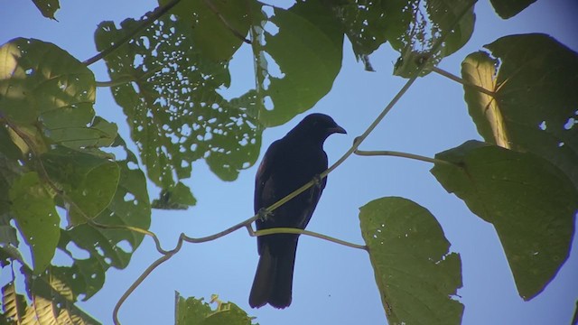 Blackish Cuckooshrike - ML399308731